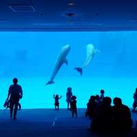 名古屋港水族館