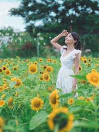太陽花真係影極都唔厭🥰