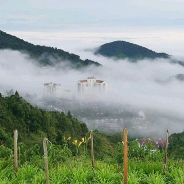 Add Cameron Highland to your holiday wishlist ! 