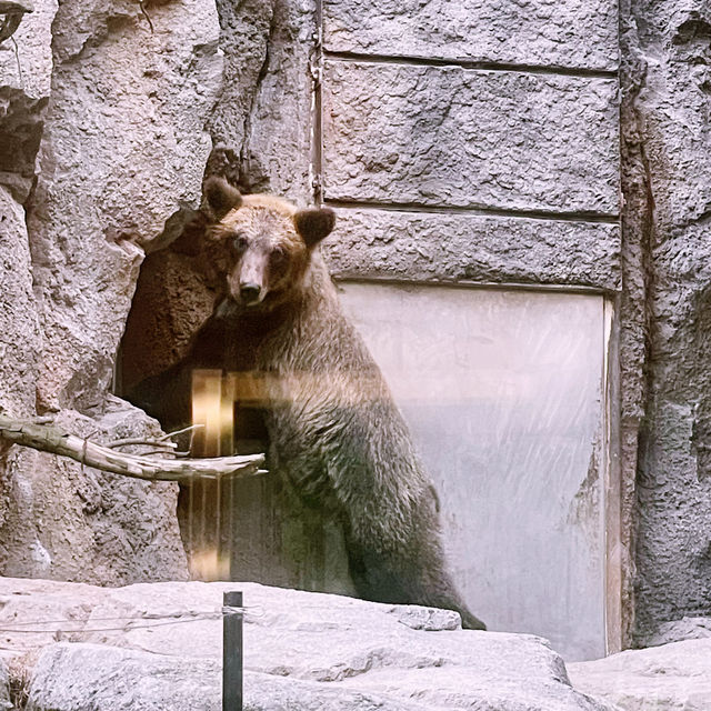 【北海道/旭川　動物達の行動を間近で見られる工夫を凝らした動物園】