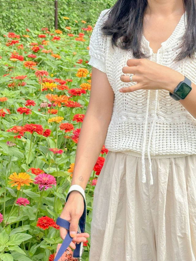 알록달록 백일홍 가득 핀 경주 분황사💛❤️ 