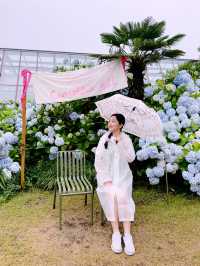 Jeju Island’s Hydrangea HAVEN 💜💙🤍