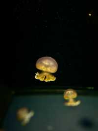 【日本東北】加茂水族館：世一水母水族館，深藍色水槽前夢幻打卡