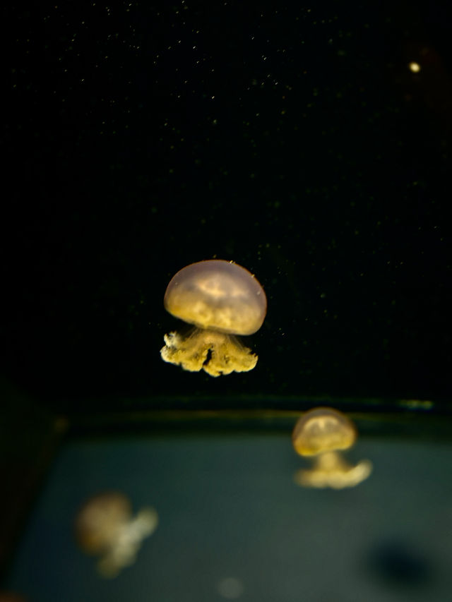 【日本東北】加茂水族館：世一水母水族館，深藍色水槽前夢幻打卡