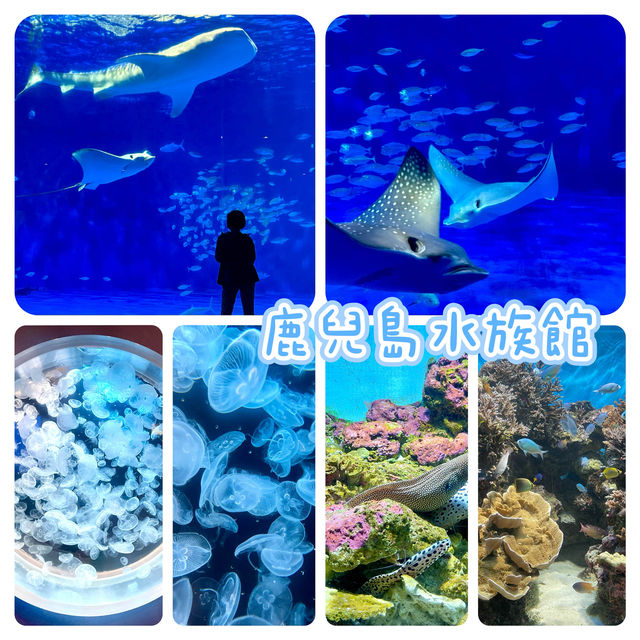 鹿兒島水族館-九州最大規模水族館，必看鯨鯊、水母與魔鬼魚
