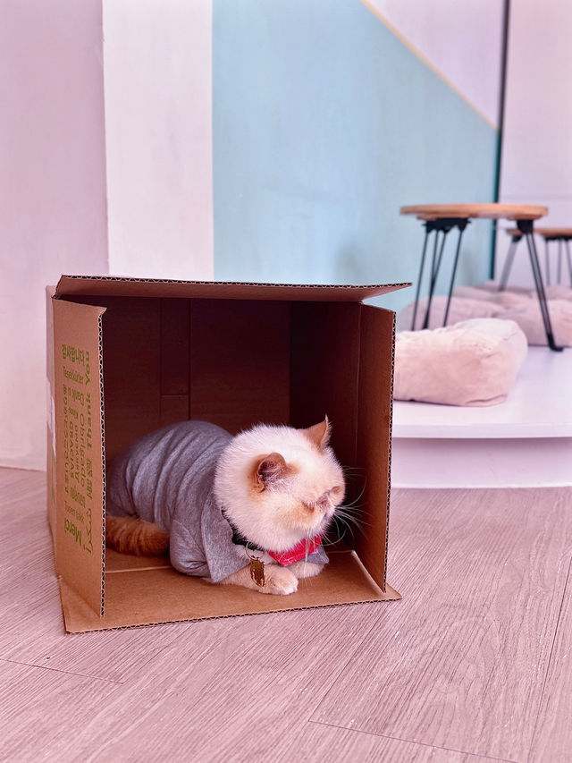 環境好好嘅貓cafe🐱