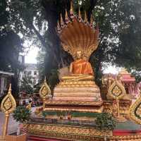 The oldest Temple in Vientiane with a sacrifice….