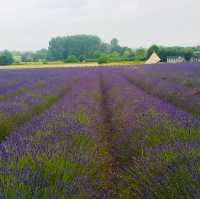 Caldwell Farm: A Lavender Paradise in Icekleford