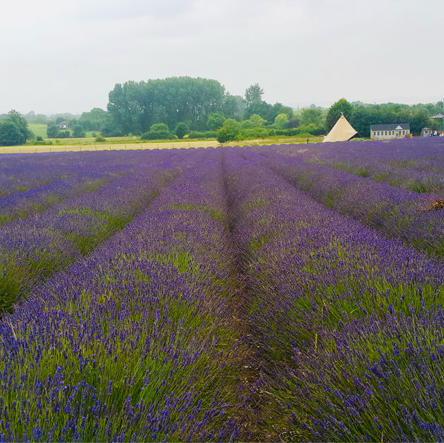 Caldwell Farm: A Lavender Paradise in Icekleford