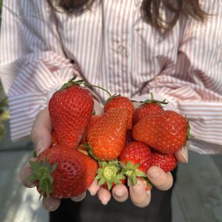 [คานากาว่า] ครีมสดทานได้ไม่อั้น! ประสบการณ์เก็บสตรอเบอร์รี่ 🍓