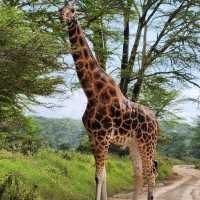 The Ultimate Safari in Serengeti National Park, Tanzania