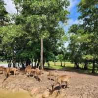 สะพานชมกวางหนองใหญ่ ชุมพร 🦌