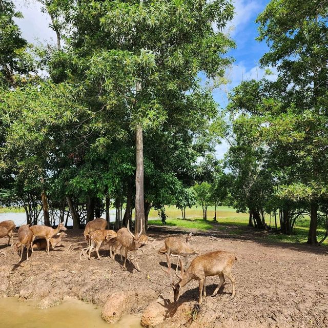สะพานชมกวางหนองใหญ่ ชุมพร 🦌