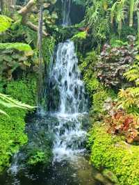 MAGICAL FOREST IN CAFE AMAZON