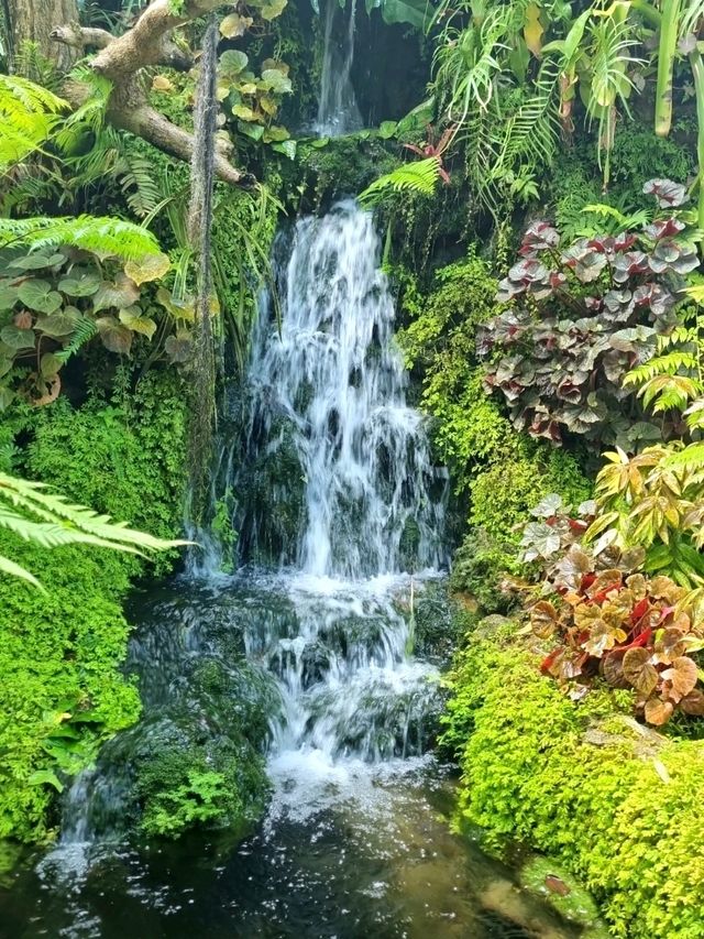 MAGICAL FOREST IN CAFE AMAZON