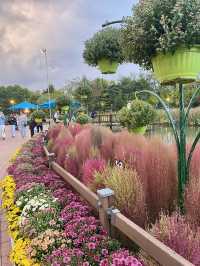 Daisy festival in Daejeon 