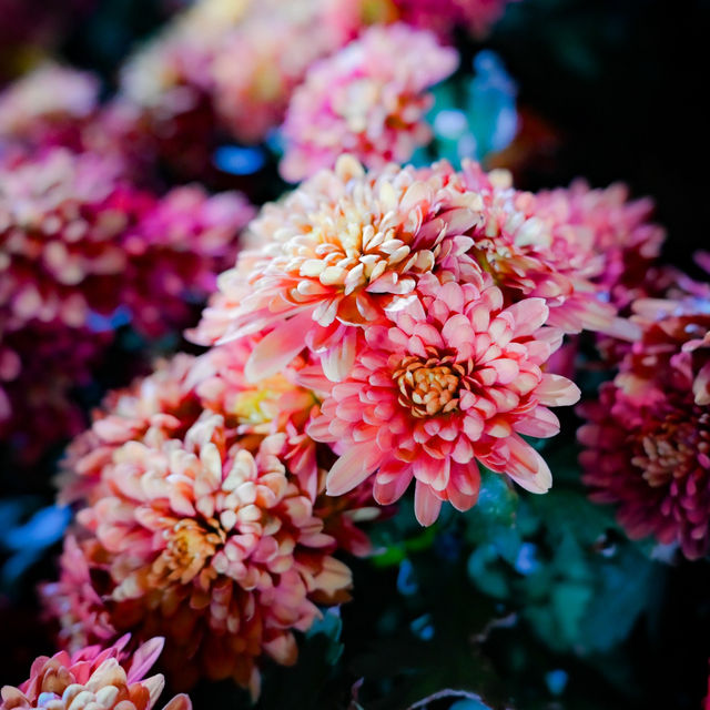 Flower Exhibition at Gardens by the Bay