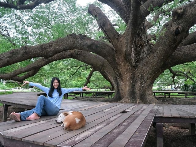 ต้นจามจุรียักษ์ จ.กาญจนบุรี