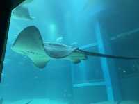 Dive Into Wonder: Exploring Osaka Aquarium Kaiyukan