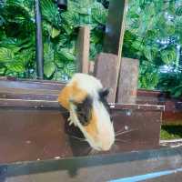 Borneo Happy Farm