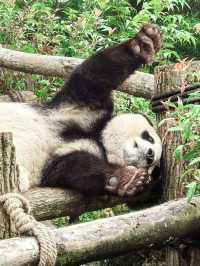 Get Close with Cute Panda in Chengdu Panda Base