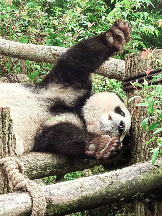 Get Close with Cute Panda in Chengdu Panda Base