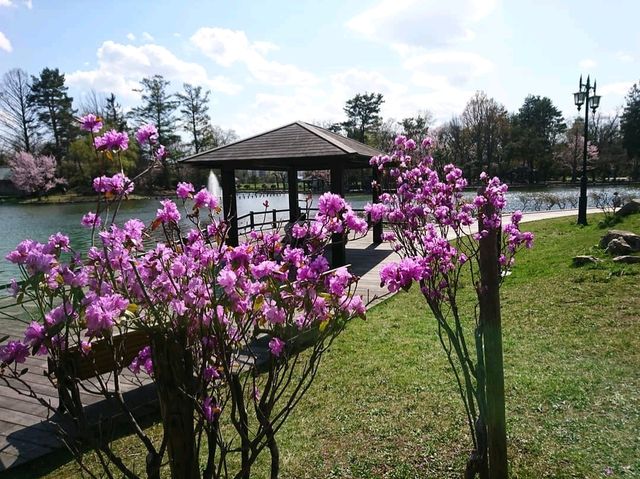 【常磐公園:北海道旭川市】四季折々に楽しめる公園🌳