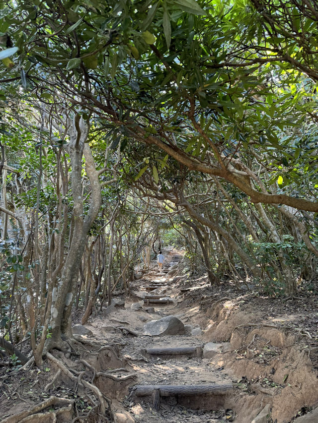 【福岡/糸島】トトロの森🌳