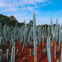 ไร่วันยังขำ จ.ศรีสะเกษ 🏜️🌵🌿