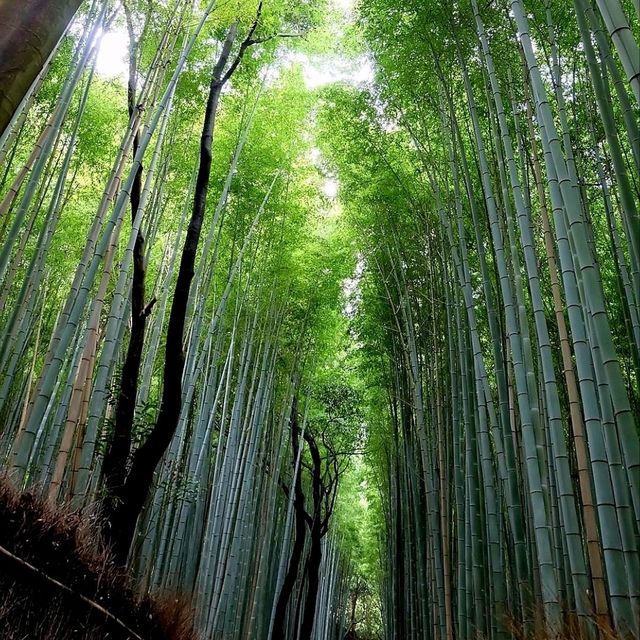 เสน่ห์เมืองเกียวโต ป่าไผ่ Arashiyama