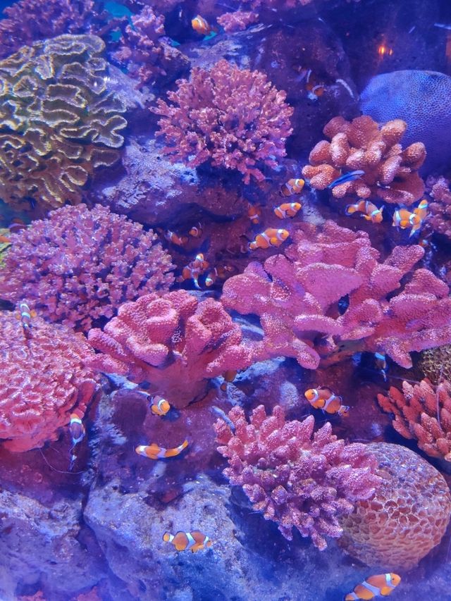 バンコク中心地にあるアクアリウム🐠
