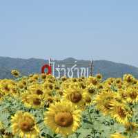 ทุ่งทานตะวันไร่วิชาญ