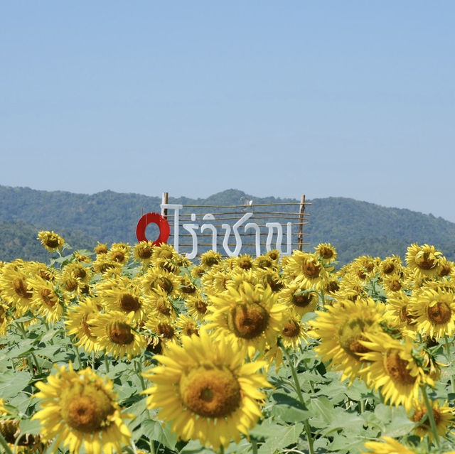 ทุ่งทานตะวันไร่วิชาญ