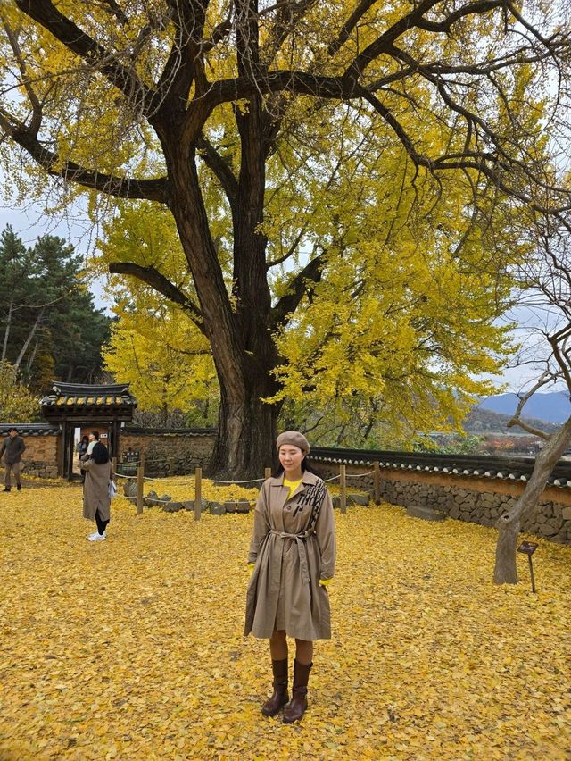 늦가을 즐기기 좋았던 밀양 금시당💛