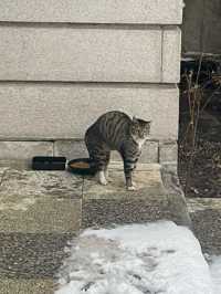 고양이🐈🐈‍⬛와 함께하는 서울 종암동의 감성카페 “정이정“