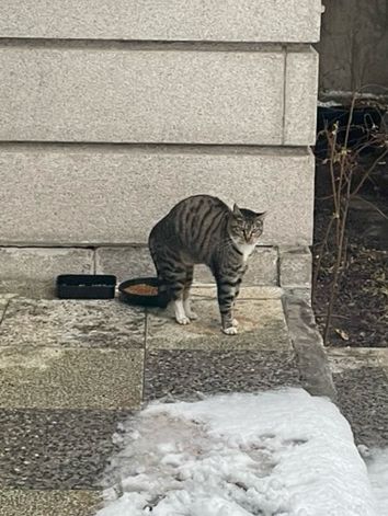 고양이🐈🐈‍⬛와 함께하는 서울 종암동의 감성카페 “정이정“