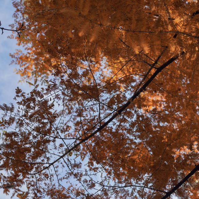 Beautiful Autumn at Hwaseong Fortress