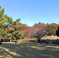 東京賞銀杏/楓葉：光丘公園