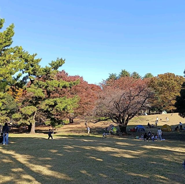 東京賞銀杏/楓葉：光丘公園