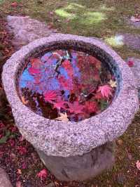 京都紅葉🌿🍁苔と紅葉のハーモニー🍁🌿苗秀寺☺️