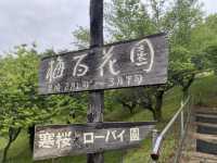 寶登山臘梅園