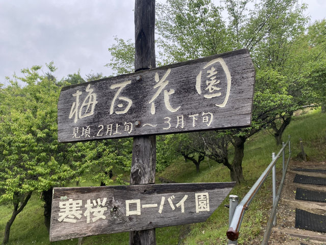 寶登山臘梅園