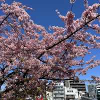 東京近郊散步日記：清澄白河