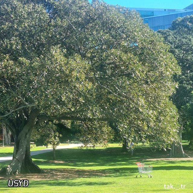 호주 시드니 대학교 캠퍼스(USYD)🇦🇺
