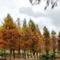 拜訪月眉濕地的紅色聖誕樹