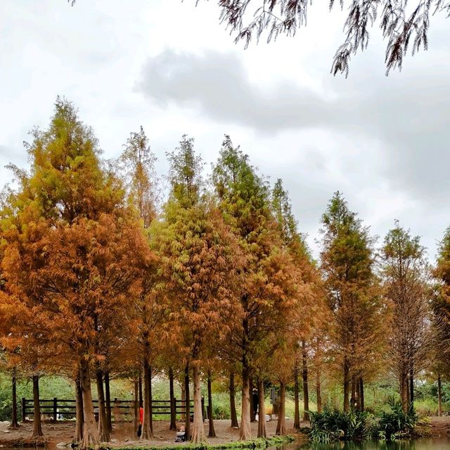 拜訪月眉濕地的紅色聖誕樹