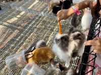 GET WILD AT TTI MINI ZOO | FEED, PLAY, AND EXPLORE IN TERENGGANU