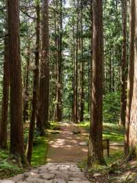 【福井県/勝山市】苔寺と呼ばれ、1300年以上歴史あるテラス