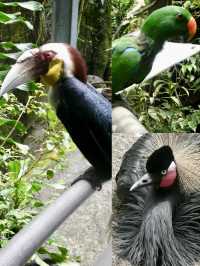 Embrace the Wild: My Adventure at Taman Safari Indonesia