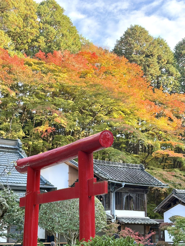 名古屋香積寺-鳥居、寺廟、紅葉與藍天，構成絕美畫面